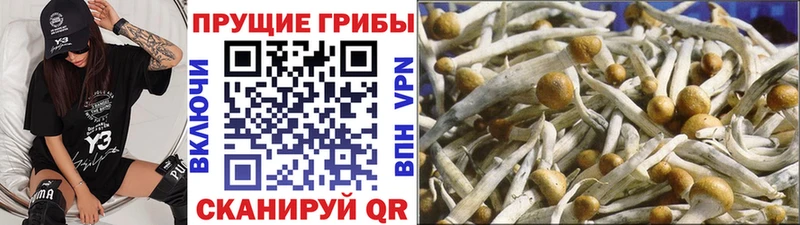 Псилоцибиновые грибы MAGIC MUSHROOMS  Грязи 
